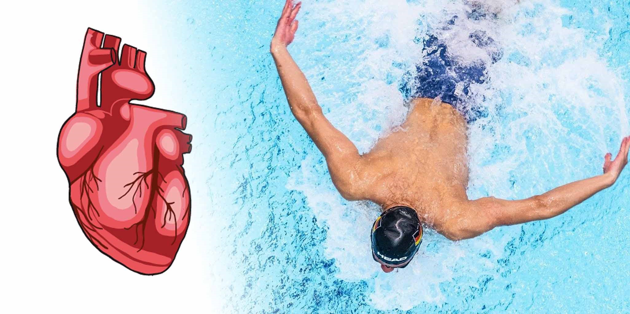 فواید شنا برای قلب | چرا این ورزش بهترین انتخاب است؟